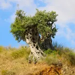 Vulcano Çiftlik konaklama