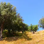 Vulcano *