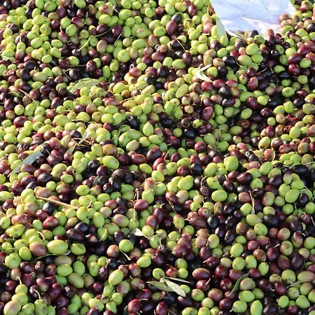 Vulcano Farma Crosia
