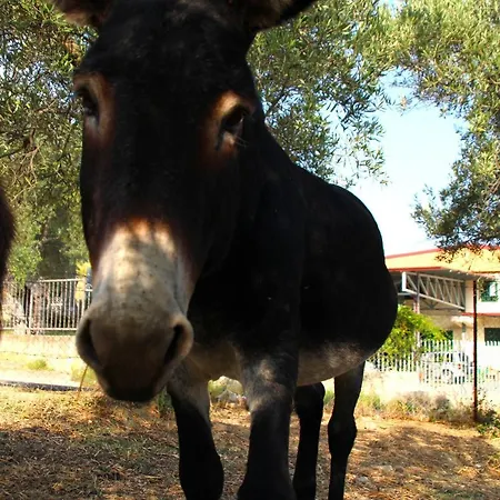 Vulcano 팜스테이 미르토 크로시아