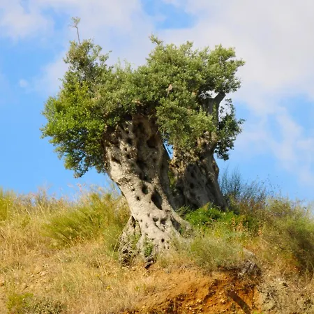 Vulcano 팜스테이