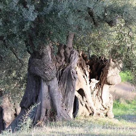 Vulcano 팜스테이 *