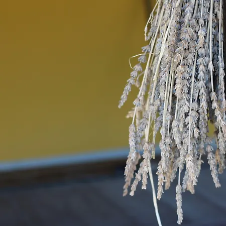 Vulcano 미르토 크로시아