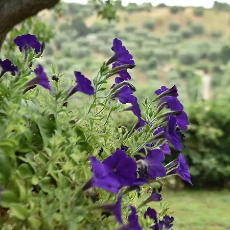 팜스테이 Vulcano