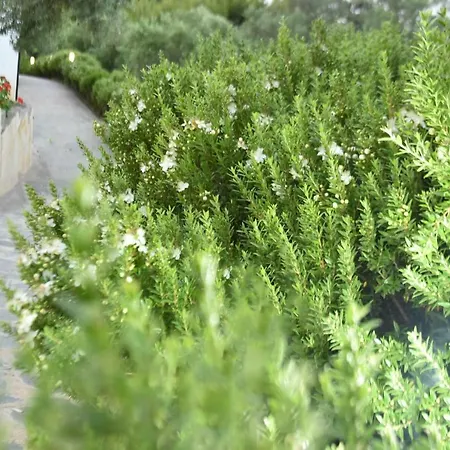 팜스테이 Vulcano