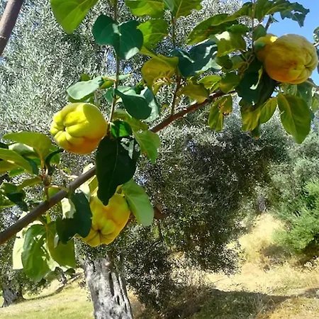 팜스테이 Vulcano *