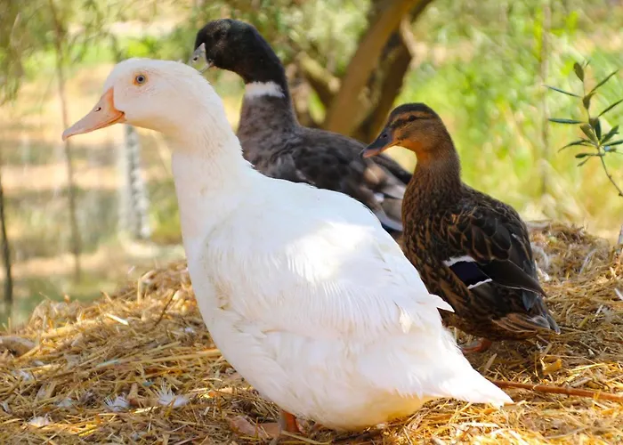 Alojamento de Turismo Rural Vulcano *