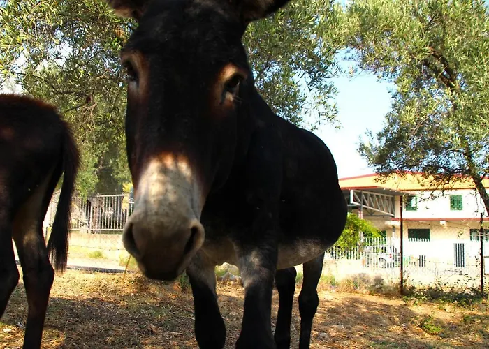 Vulcano בית חווה מירטו קרוזיה