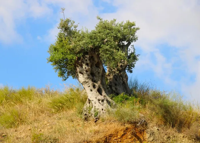 Vulcano Alojamento de Turismo Rural