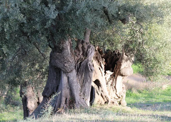 Vulcano Alojamento de Turismo Rural *