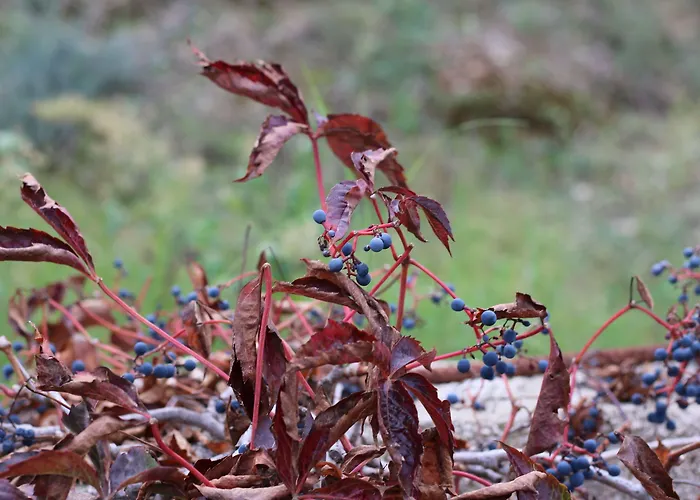 Vulcano בית חווה מירטו קרוזיה