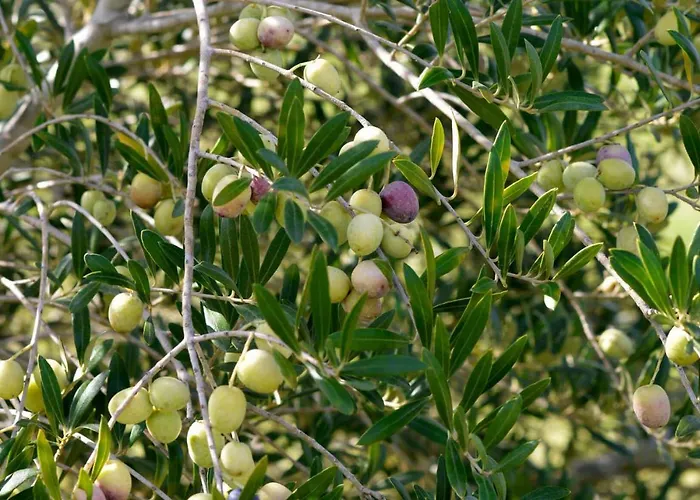 Vulcano * מירטו קרוזיה