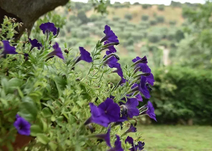 Alojamento de Turismo Rural Vulcano