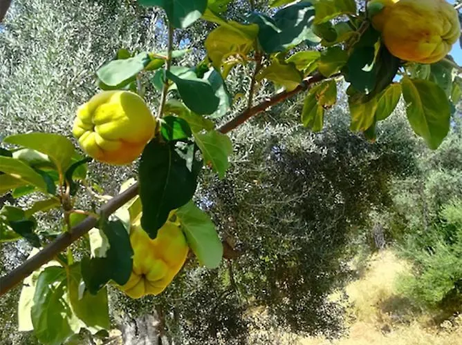 Alojamento de Turismo Rural Vulcano *